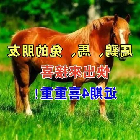 屬馬 屬雞